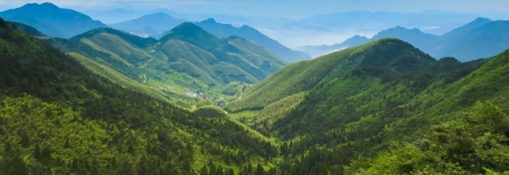 智慧護(hù)林有妙招，看太子山如何用科技守護(hù)森林